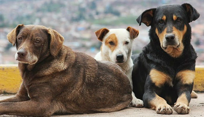 Güzelyurt Hayvanları Koruma Derneği: Güzelyurt’ta toplanan onlarca köpeğin akıbeti bilinmiyor